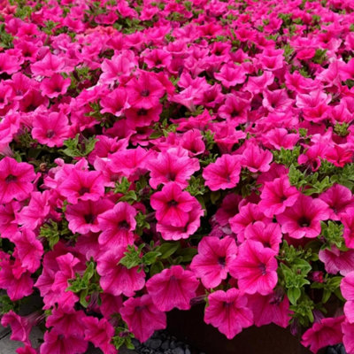 3 x Petunia Surfinia Hot Pink - Semi-Trailing Variety in 9cm Pots - Ideal for Baskets and Patio Planters - 3