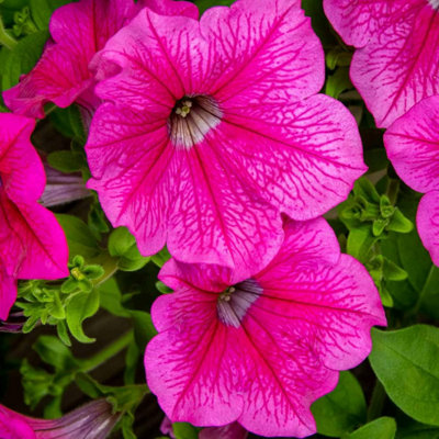 3 x Petunia Surfinia Hot Pink - Semi-Trailing Variety in 9cm Pots - Ideal for Baskets and Patio Planters - 4