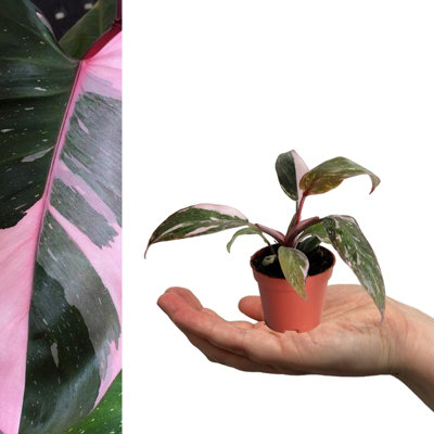 braided snake plant Sansevieria Cylindrica Braided/Plaited Indoor Snake Plant  Concrete & Cacti