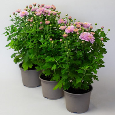 3 x Pink Chrysanthemum Garden mums in 10.5cm Pots