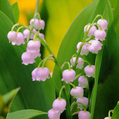 3 x Pink Lily of The Valley Bare Root - Rare Convallaria Rosea Fragrant  Early Spring Flowering Cottage Garden Perennial Shrub
