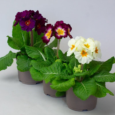 3 x Polyanthus Primula Spring Bedding Plants in 10.5cm Pots