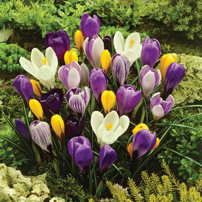 3 x Pots of Crocus Bulbs - Mixed Colours - Winter to Spring Flowering - 3