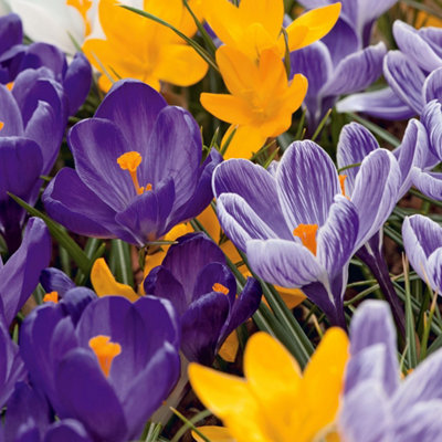 3 x Pots of Crocus Bulbs - Mixed Colours - Winter to Spring Flowering - 4