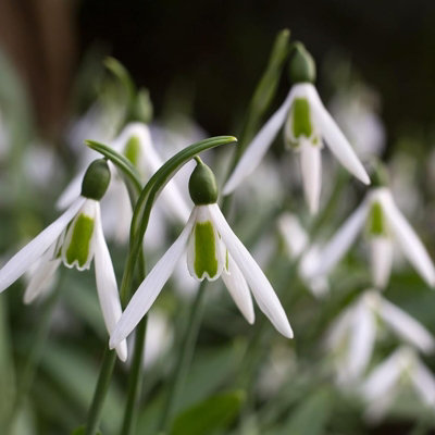 3 x Pots Snowdrops Cultivated Bulbs - Hardy Winter Early Flowering ...