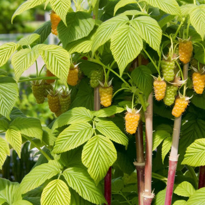 3 x Raspberry All Gold Fruit Plant in 9cm Pot - Easy Grow Fruit Bush ...