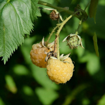 3 x Raspberry All Gold Fruit Plant in 9cm Pot - Easy Grow Fruit Bush ...