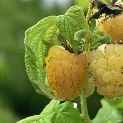 3 x Raspberry All Gold Fruit Plant in 9cm Pot - Easy Grow Fruit Bush ...