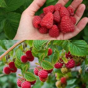 3 x Raspberry Autumn Bliss Bare Root Canes - Grow Your Own Fresh Raspberries