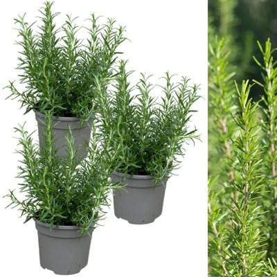 3 x Rosemary BBQ Herb Plant in 13cm Pots - Easy to Grow Rosmarinus Officinalis Barbecue - Aromatic Garden Ready Evergreen Shrub