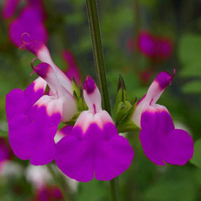 3 x Salvia 'Amethyst Lips' in 9cm Pots Drought Resistant Herbaceous Perennial Plants for Gardens