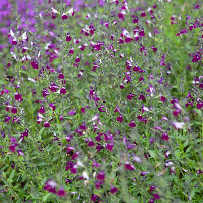 3 x Salvia 'Amethyst Lips' in 9cm Pots Drought Resistant Herbaceous Perennial Plants for Gardens