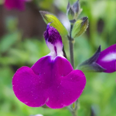 3 x Salvia 'Amethyst Lips' in 9cm Pots Drought Resistant Herbaceous Perennial Plants for Gardens - 3