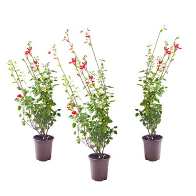 3 x Salvia 'Amethyst Lips' in 9cm Pots Drought Resistant Herbaceous Perennial Plants for Gardens - 4