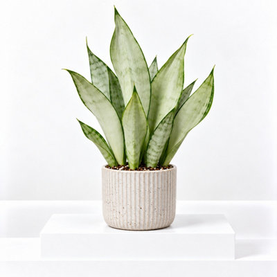 3 x Sansevieria Moonshine Houseplant in 12cm Pot - Evergreen Silver ...