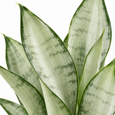 3 x Sansevieria Moonshine Houseplant in 12cm Pot - Evergreen Silver ...