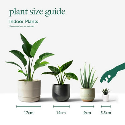 3 x Sansevieria Moonshine Houseplant in 12cm Pot - Evergreen Silver ...
