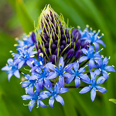 3 x Scilla peruviana (Caribbean Lily) bulbs Size: 16/18 pack of 3 Autumn Bulbs to Plant Out Now for Spring