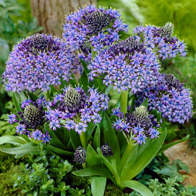3 x Scilla peruviana (Caribbean Lily) bulbs Size: 16/18 pack of 3 Autumn Bulbs to Plant Out Now for Spring
