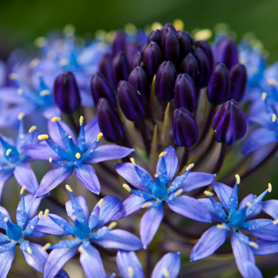 3 x Scilla peruviana (Caribbean Lily) bulbs Size: 16/18 pack of 3 Autumn Bulbs to Plant Out Now for Spring - 3