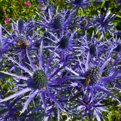 3 x Sea Holly  Eryngium planum 'Blue Hobbit' in a 9cm Pot Blue Coastal Plants for Gardens Hardy Wind Resistant Plants