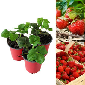 3 x Strawberry Cambridge Favourite Fruit Plants - Hardy Garden Bushes in 9cm Pots