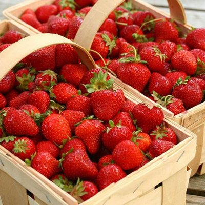 3 x Strawberry Cambridge Favourite Fruit Plants - Hardy Garden Bushes in 9cm Pots