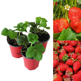 3 x Strawberry Elsanta Fruit Plants - Hardy Garden Bushes in 9cm Pots