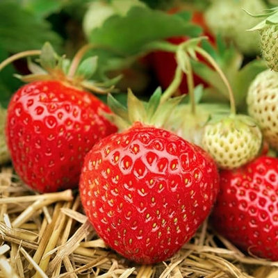 3 x Strawberry Elsanta Fruit Plants - Hardy Garden Bushes in 9cm Pots