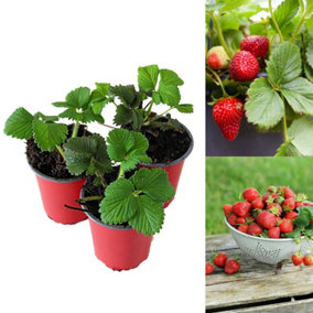 3 x Strawberry Flamenco Fruit Plants - Hardy Garden Bushes in 9cm Pots