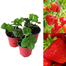 3 x Strawberry Hapil Fruit Plants - Hardy Garden Bushes in 9cm Pots