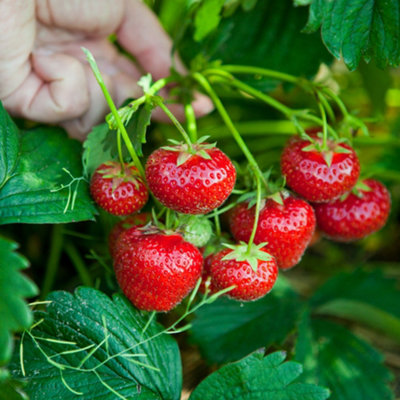 3 x Strawberry Honeoye Fruit Plants - Hardy Garden Bushes in 9cm Pots