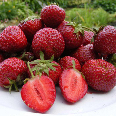 3 x Strawberry Honeoye Fruit Plants - Hardy Garden Bushes in 9cm Pots