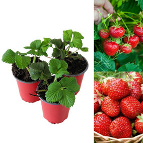 3 x Strawberry Mixed Fruit Plants - Hardy Garden Bushes in 9cm Pots - Grow Your Own