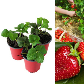 3 x Strawberry Red Gauntlet Fruit Plants - Hardy Garden Bushes in 9cm Pots