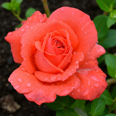 3 x Superstar Bare Root Rose - Fragrant, Hardy & Repeat Flowering Rose Bush