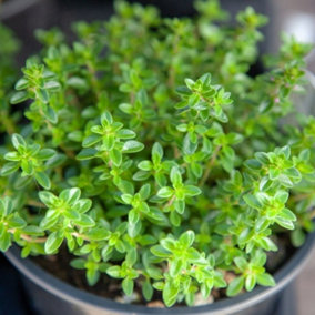 3 x Thyme Plants In 9cm Pots - Perfect For Patio Pots Or Garden Borders