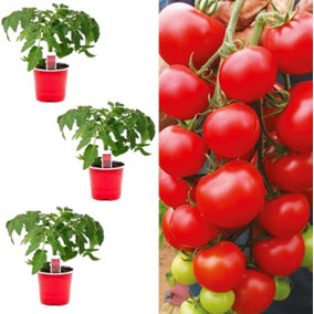 3 x Tomato Plants 'Alicante'- Growing Plants in 9cm Pots - Ideal for Beginners