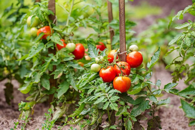 3 x Tomato Plants 'Alicante'- Growing Plants in 9cm Pots - Ideal for Beginners