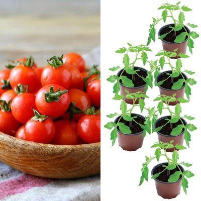 3 x Tomato Plants 'Moneymaker' Growing Plants in 9cm Pots Ideal for