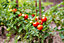3 x Tomato Plants 'Shirley F1'- Growing Plants in 9cm Pots - Ideal for Beginners