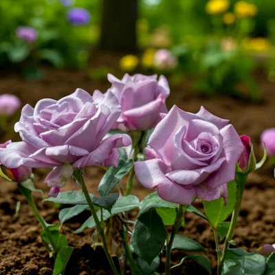 3 x Twice on a Blue Moon Bare Root Rose - Fragrant, Hardy & Repeat  Flowering Rose