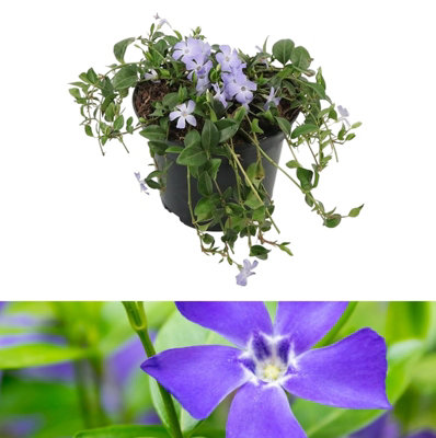 3 x Vinca Minor Bowles in 9cm Pots - Blue Periwinkle Flowers - Ready to Plant