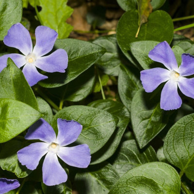 3 x Vinca Minor Bowles in 9cm Pots - Blue Periwinkle Flowers - Ready to Plant - 3