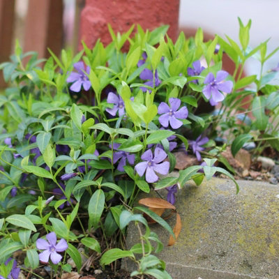 3 x Vinca Minor Bowles in 9cm Pots - Blue Periwinkle Flowers - Ready to Plant - 4