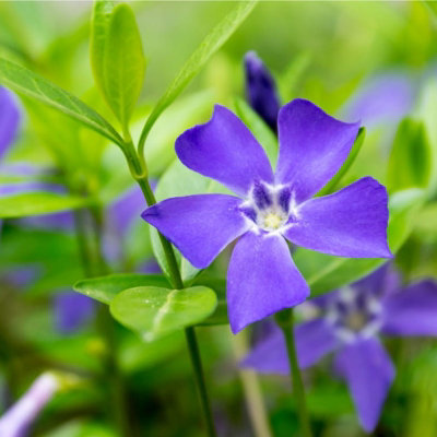 3 x Vinca Minor Bowles in 9cm Pots - Blue Periwinkle Flowers - Ready to Plant - 5