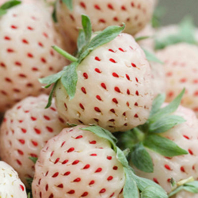 3 x White Strawberry White Dream (Pineberry) in a 9cm pot