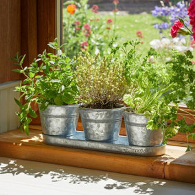 3 x Windowsill Herb Pots - Powder Coated Metal Mini Plant Pots with Drainage Holes & Tray - H10 x W35 x D11.5cm, Steel