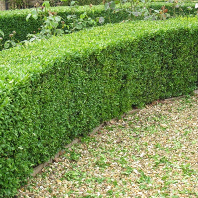 30-40cm Box (Buxus Sempervirens) Bare Root Hedging Plants Tree Sapling ...