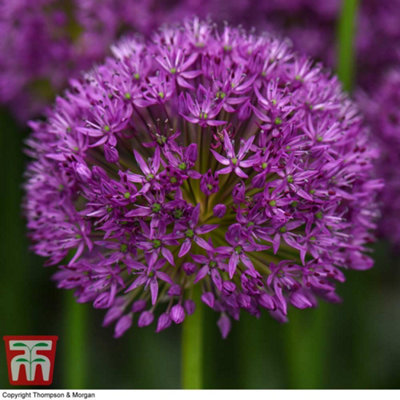 30 Allium Purple Sensation Bulbs - 3